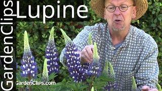 Lupine - Lupinus species - How to grow Lupines #lupine