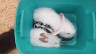 Pet Expo brand new baby bunnies 6/28/17