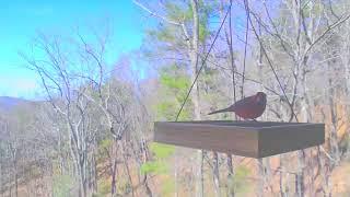 North Georgia Blue Ridge Mountains Wild Bird and Hummingbirds Livestream Cam