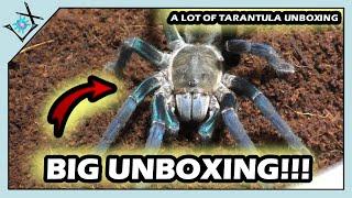 UNBOXING Tarantula Inventory TODAY!!!【Tarantula Unboxing】