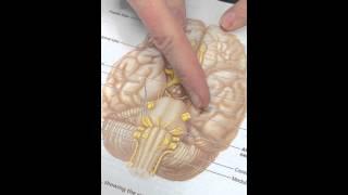 A&P the brain
