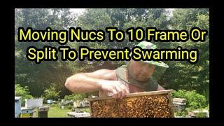 Moving Nucs To 10 Frame Or Split To Prevent Swarming