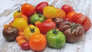 Growing Tomatoes - Family Plot