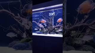 800 Gallon Oscar Fish Aquarium