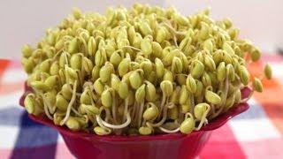 How to grow Soybean Sprouts (Kongnamul: 콩나물)