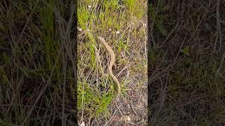 Alligator lizard in the grass #animals #reptiles #lizard