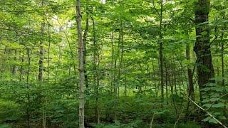 Lot C S Scenic DR, Barbeau, MI Presented by David Buckalew.