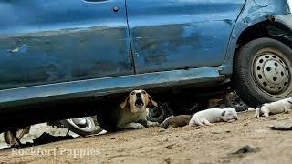 street Dog Puppies  Rockfort Puppies 1440p