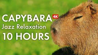 Relax with Capybaras in 4K | 10 HOURS