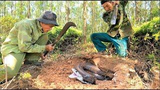 Thrilling - The moment dozens of ferocious king cobras simultaneously rushed out of the nest