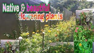 NATIVE AND BEAUTIFUL flowering plants by Team Briana