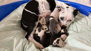 Stray mama dog giving birth to 11 beautiful puppies    60 days puppies journey!