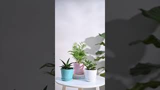 Which Pots are Best For Indoor Plants? | Kanishka Hi-Tech Nursery