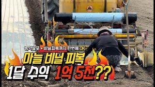 하루 일당이 500만원?? 그럼 한달만 일하면 1억 5천!!!! - 마늘 비닐 피복 영업왕 The daily wage is 5 million won per day. 피복 달인