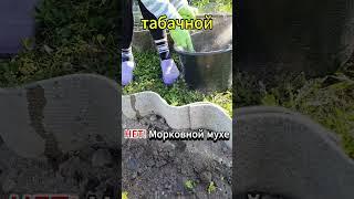 Как я избавляюсь от морковной мухи — без яда и нервов