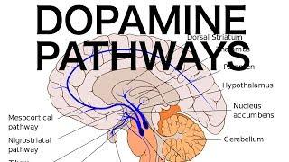 Dopamine Pathways, Antipsychotics, and EPS