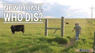 Prepping a New Pasture - Our Wyoming Life