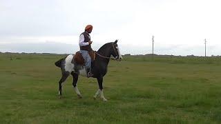 VENDIDO -Overo negro DESTACADO hermoso y buen caballo $60000 - Venta de Caballos Valeria Calvo