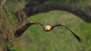 Могильник (Aquila heliaca) - Eastern imperial eagle | Film Studio Aves