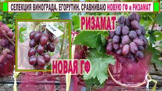  Селекция винограда. Егорутин. Обзор новой ГФ на начало августа. Сравниваю с эталонным Ризаматом.