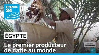 L'Égypte devient le premier producteur de datte avec près de 2 millions de tonnes par an