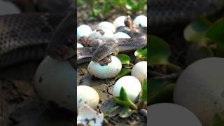 A large snake has been spotted hunting baby chicks p3