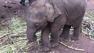 Patara Elephant Farm - Chiang Mai - 2017