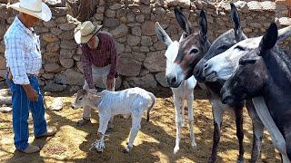 Ustedes SERAN MACHOS pero YO SOY BURRO | Criadero de burros