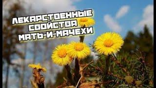 Лекарственные свойства мать-и-мачехи