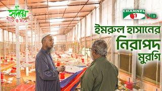 ইমরুলের নিরাপদ মুরগির খামার | Shykh Seraj | Channel i |