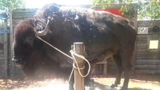 this is how a 2400 POUND HOUSE PET STAY COOL IN THE SUMMER