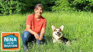 Corgi | Information für Kinder | Anna und die Haustiere