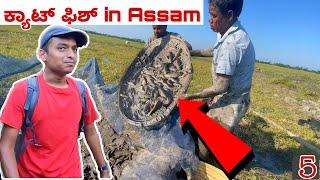 illegal! Cat Fish Caught | Assam | Dr Bro | Ep.5 |Kannada