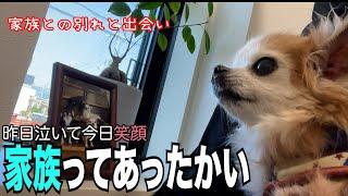 【もっと生きたい！闘病・家族との別れを乗り越えたシニア犬チワワの今】