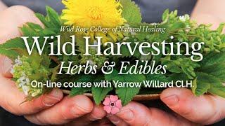 Wild Harvesting Online Course with Herbalist Yarrow Willard