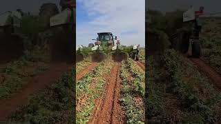 Peanut  Harvesting #shorts #viralreels #china #farming #technology