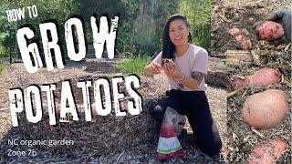 HOW TO GROW POTATOES  • NC Organic Garden zone 7b