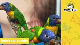 Super Friendly Hand-Raised Rainbow Lorikeets | Adelaide Bird Co