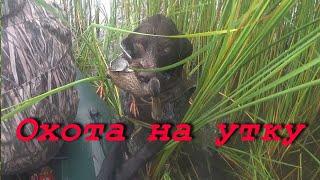 №117 Как мужики уток охотили. Охота на утку осенью с чучелами и собаками.