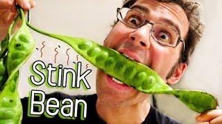 STINK BEANS - All About This Smelly Fruit (Raw, Cooked & Fermented Petai)