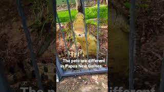 The cute and cuddly pets of Papua New Guinea