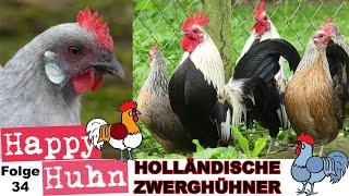 The fancy Dutch bantam chickens - Now with English subtitles! #chickenbreeds #hollandsekriel #kriel