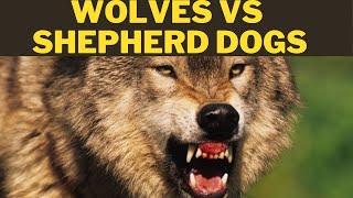 GREY WOLVES VS LGD SHEPHERD DOGS - Interview with Laszlo Bartha ethologist! DogCastTv