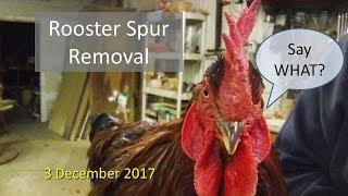 Rooster Spur Removal