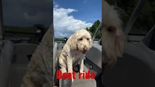 Boat ride and storms north and south #adk #dog #short #halocollar