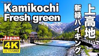 ４K 2021上高地  新緑ハイキングJapan Alpis Fresh green leaves Kamikochi Nature Relaxation  せせらぎ 観光 旅行 北アルプス 自然音