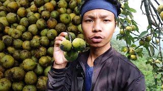 Harvesting Wild Apple's -Making Pickles,Selling in the Market | Village Lifestyle Vlog