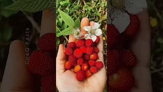 Unseen Wild Fruits You Won't Believe Exist! #shorts #plants #farming #newshorts