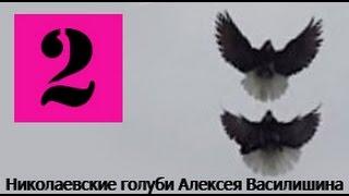 Голуби Крыма, Алексей Василишин, Евпатория (2)