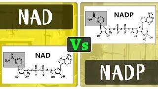 What is the Difference Between NAD and NADP | Chemistry Concepts